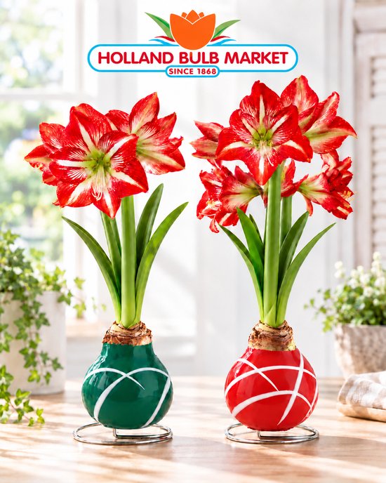 Holland Bulb Market Duo Wax Amaryllis: bloeiende rode bloemen in groene en rode wasbollen op metalen standaarden.