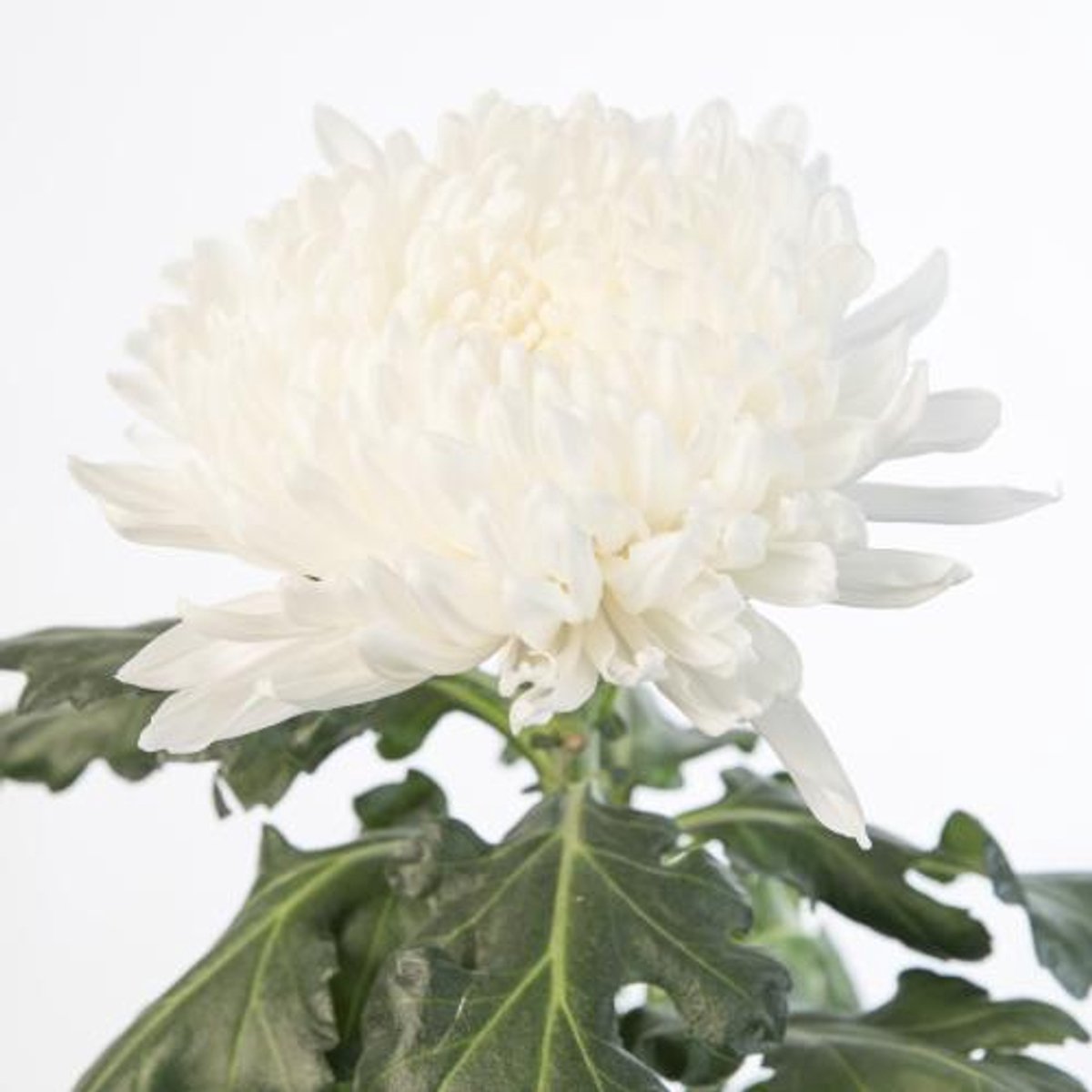 10x Chrysant stravina 70cm