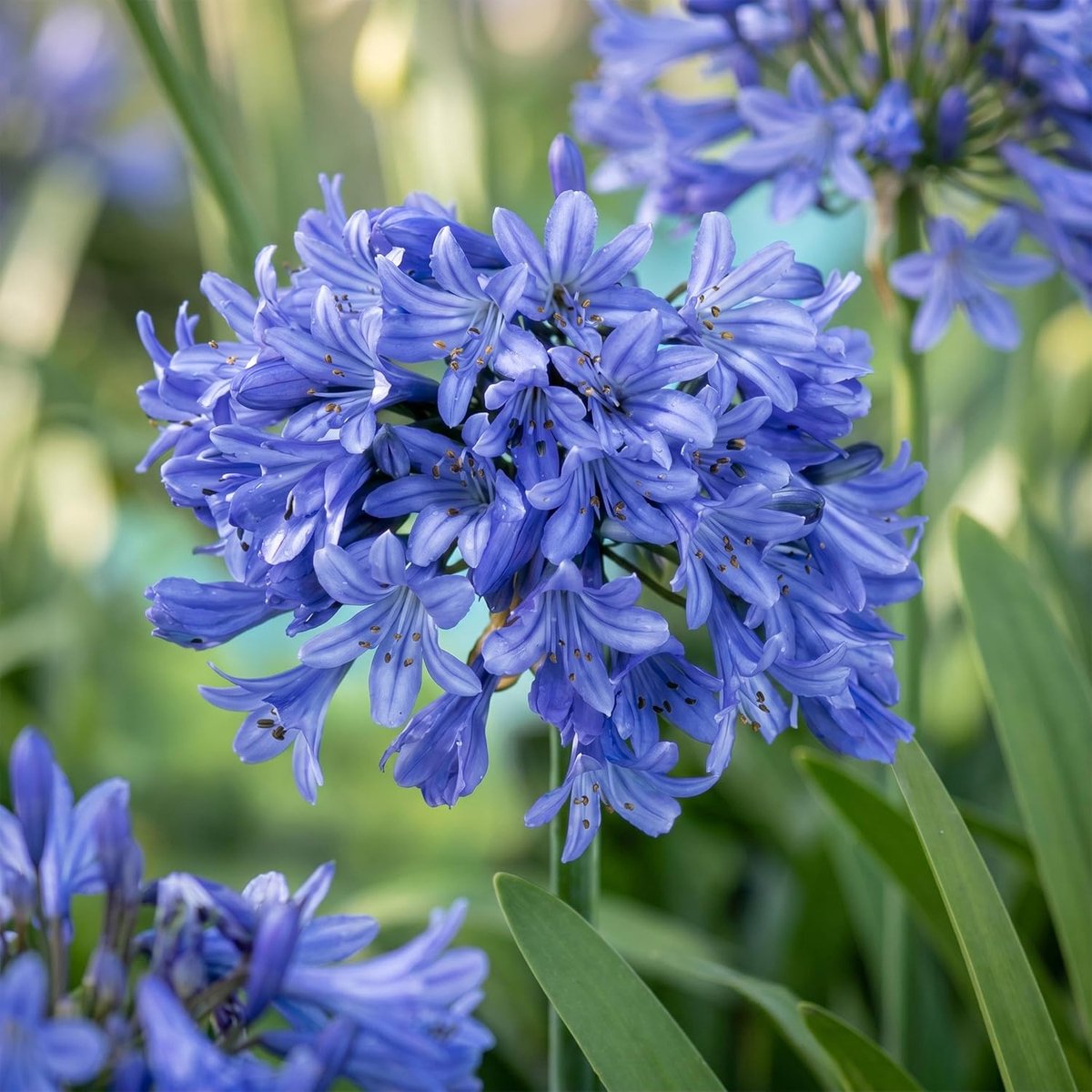 Africanus - Afrikaanse Lelie - Bijen en Vlinderlokkers - Blauw - 15-25cm - Ø11cm - Tuinplant