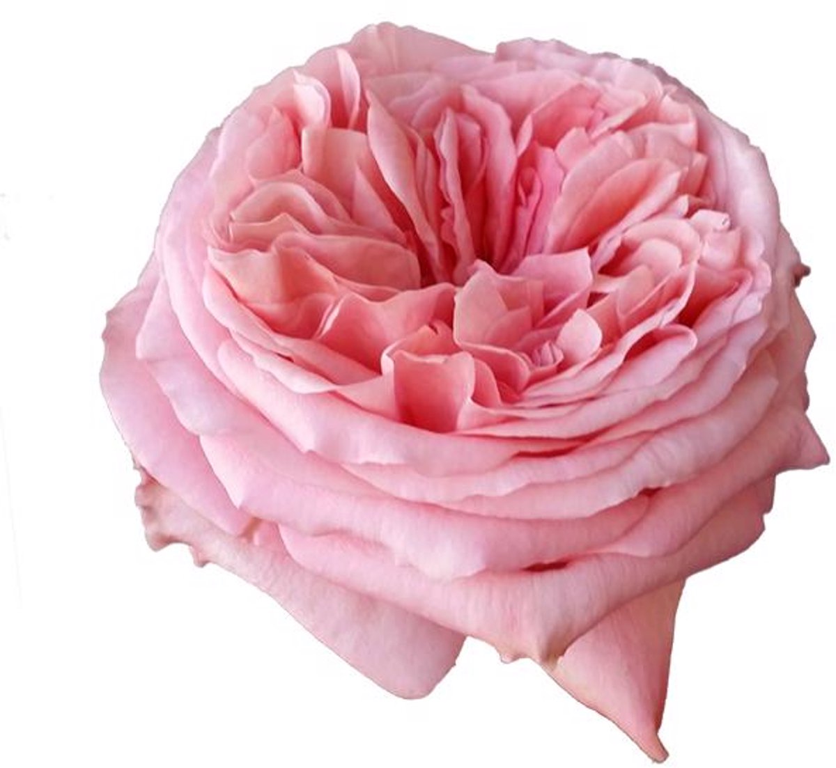 20x Rosa pink x-pression 50cm