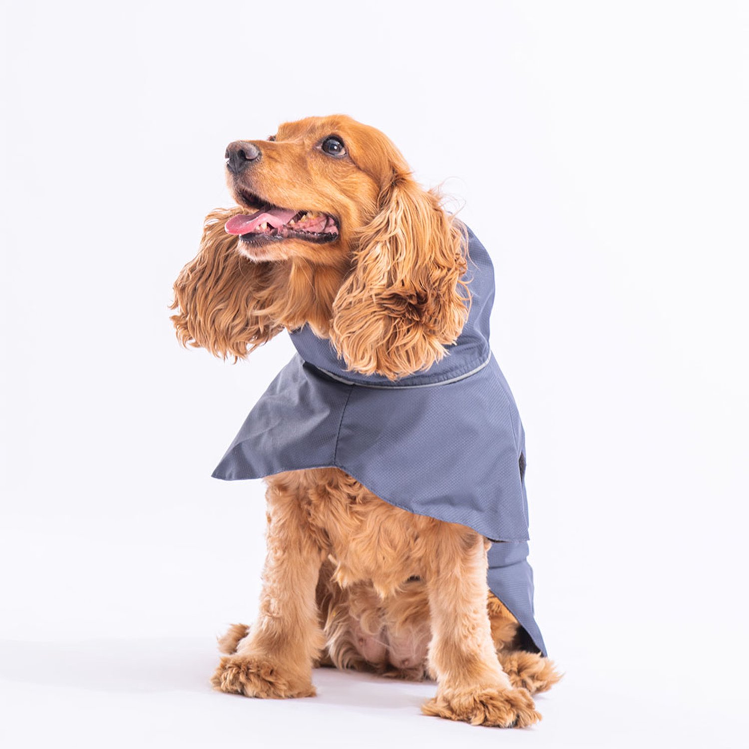Pawstar Colombia - Hondenregenjas - Grijs - S