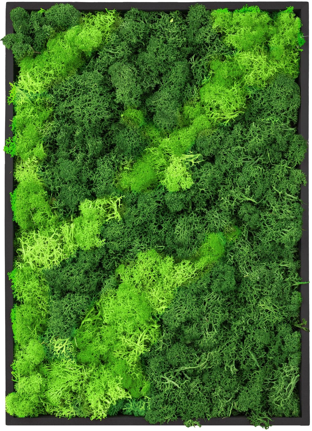 ECD Germany Mosschilderij geconserveerd iJslands rechthoekig 38x27 cm interieur wanddecoratie van natuurlijk 3D mos en houten frame, onderhoudsvrij, decoratieve kunst voor huis en kantoor