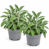 Salie, grootbladig - Italiaanse kruidenplant - duurzaam gekweekt - Salvia officinalis - 2 stuks