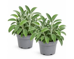 Salie, grootbladig - Italiaanse kruidenplant - duurzaam gekweekt - Salvia officinalis - 2 stuks