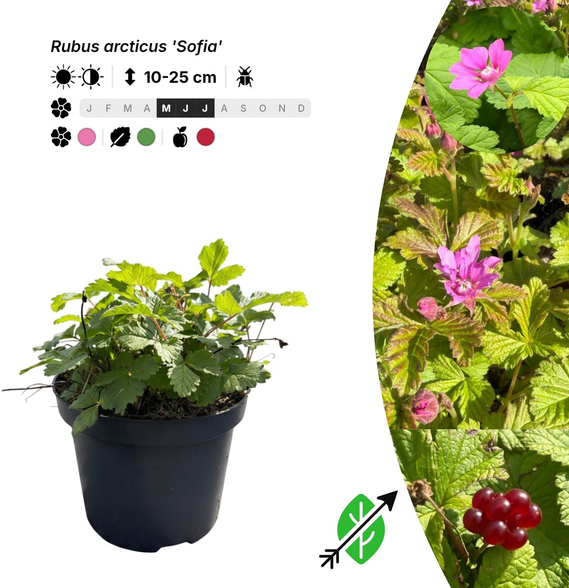 Singleplants - 12x Rubus arcticus 'Sofia' - Pot C1.5 - bodembedekker - winterhard tot -40°C