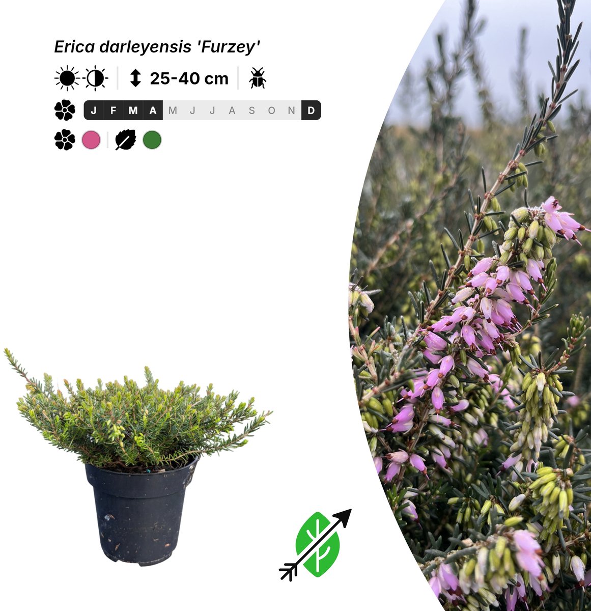 Singleplants - 6x Erica darleyensis 'Furzey' - Pot P9,5 - bodembedekker - winterhard tot -20°C