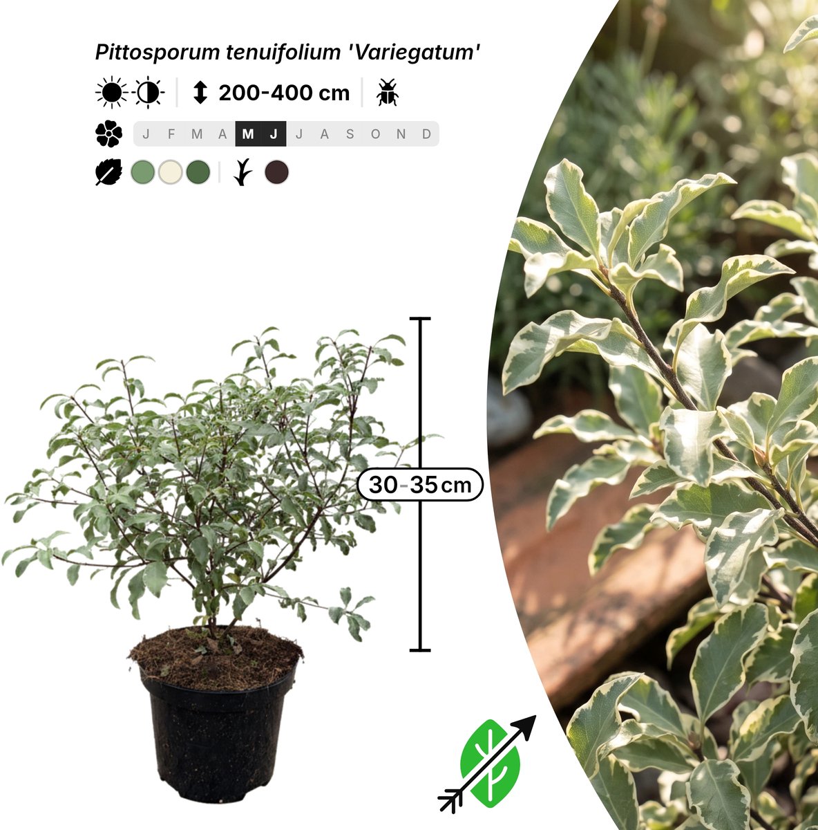 Singleplants - 12x Pittosporum tenuifolium 'Variegatum' - Pot C1.5 - haagplant - winterhard tot -10°C