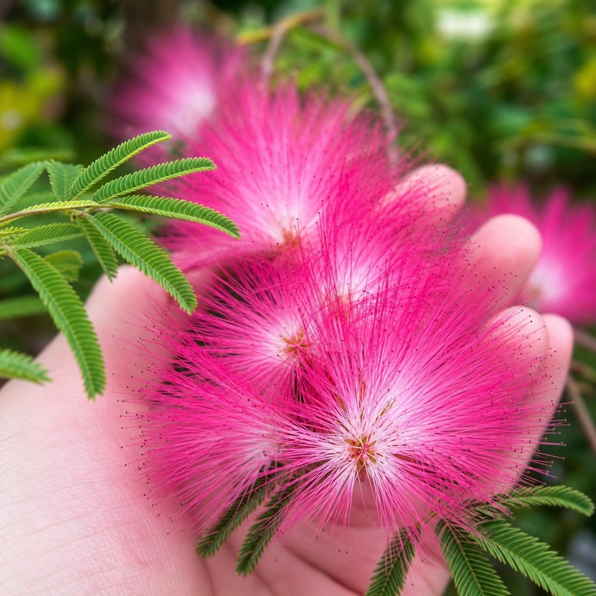 Julibrissin | 2.000 zaden | Perzische slaapboom