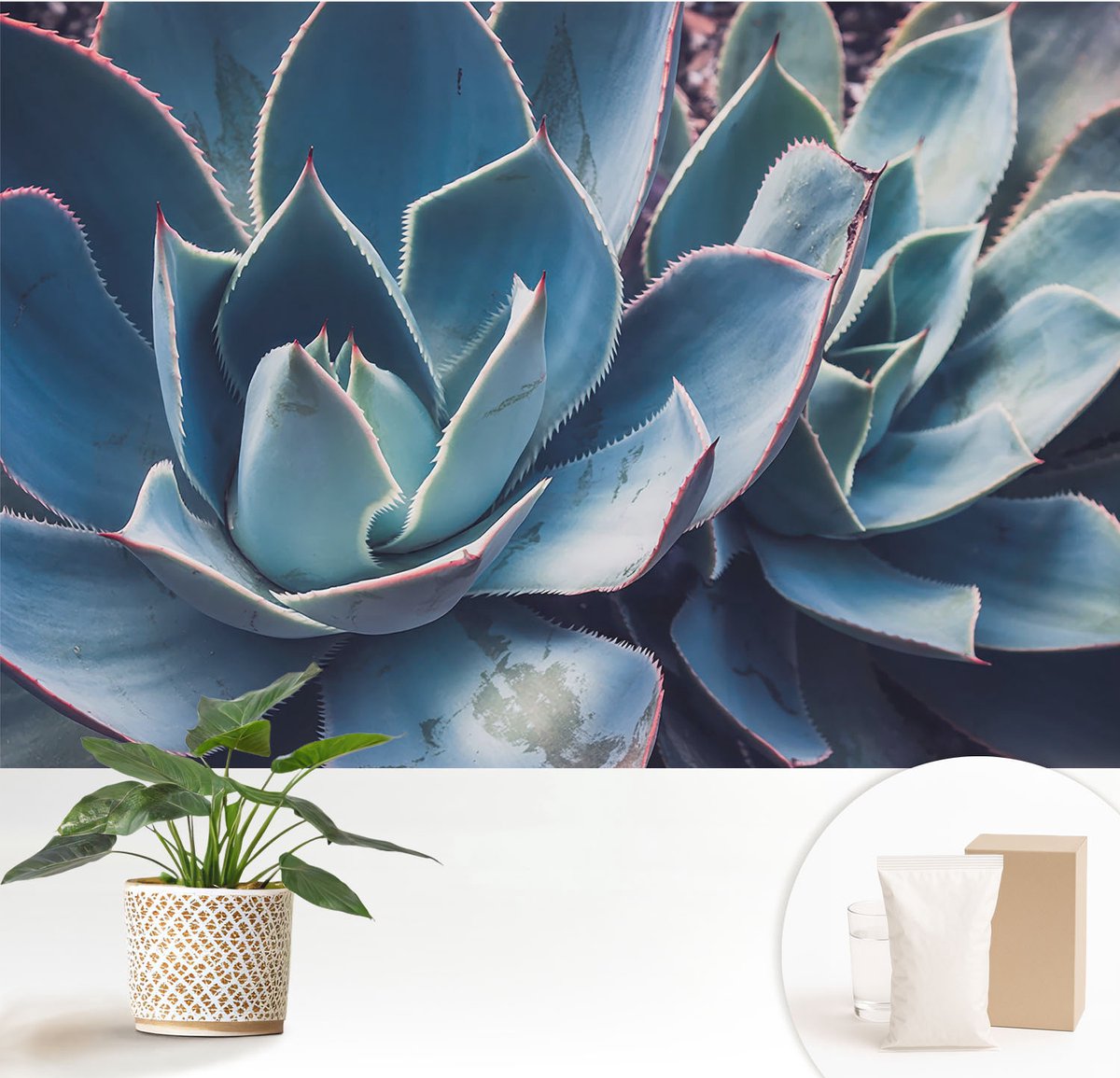Wallfluent Fotobehang - Blauw Vliesbehang - 152x104 cm - Groene Aloë Muurschildering - Slaapkamer behang Bloemen En Planten - Fotobehang Vlies - Slaapkamer behang