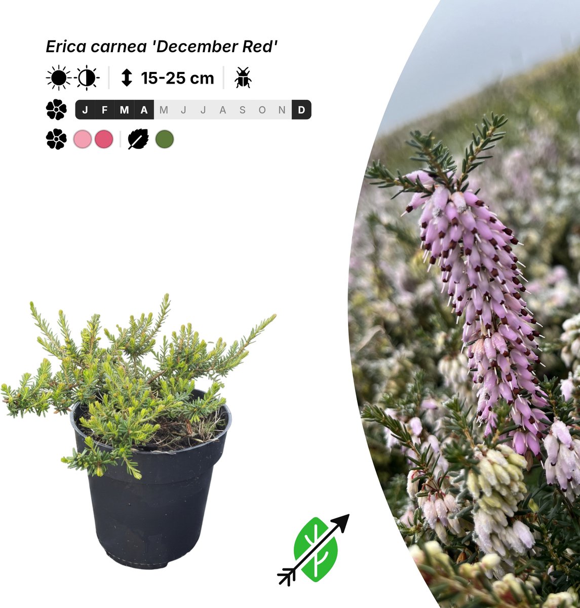 Singleplants - 6x Erica carnea 'December Red' - Pot P9,5 - bodembedekker - winterhard tot -30°C
