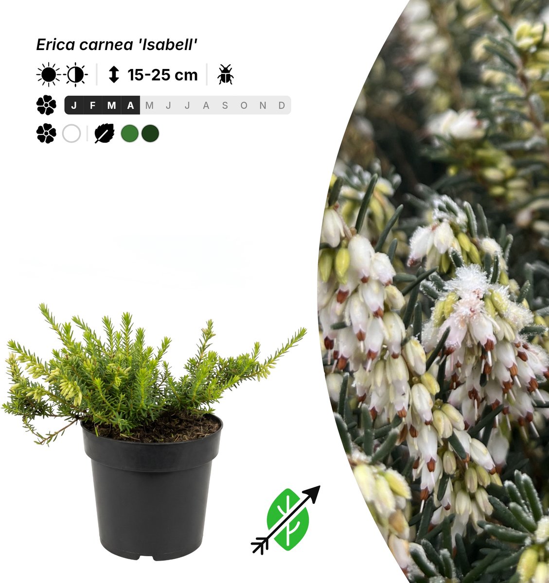 Singleplants - 10x Erica carnea 'Isabell' - Pot P9,5 - bodembedekker - winterhard tot -30°C