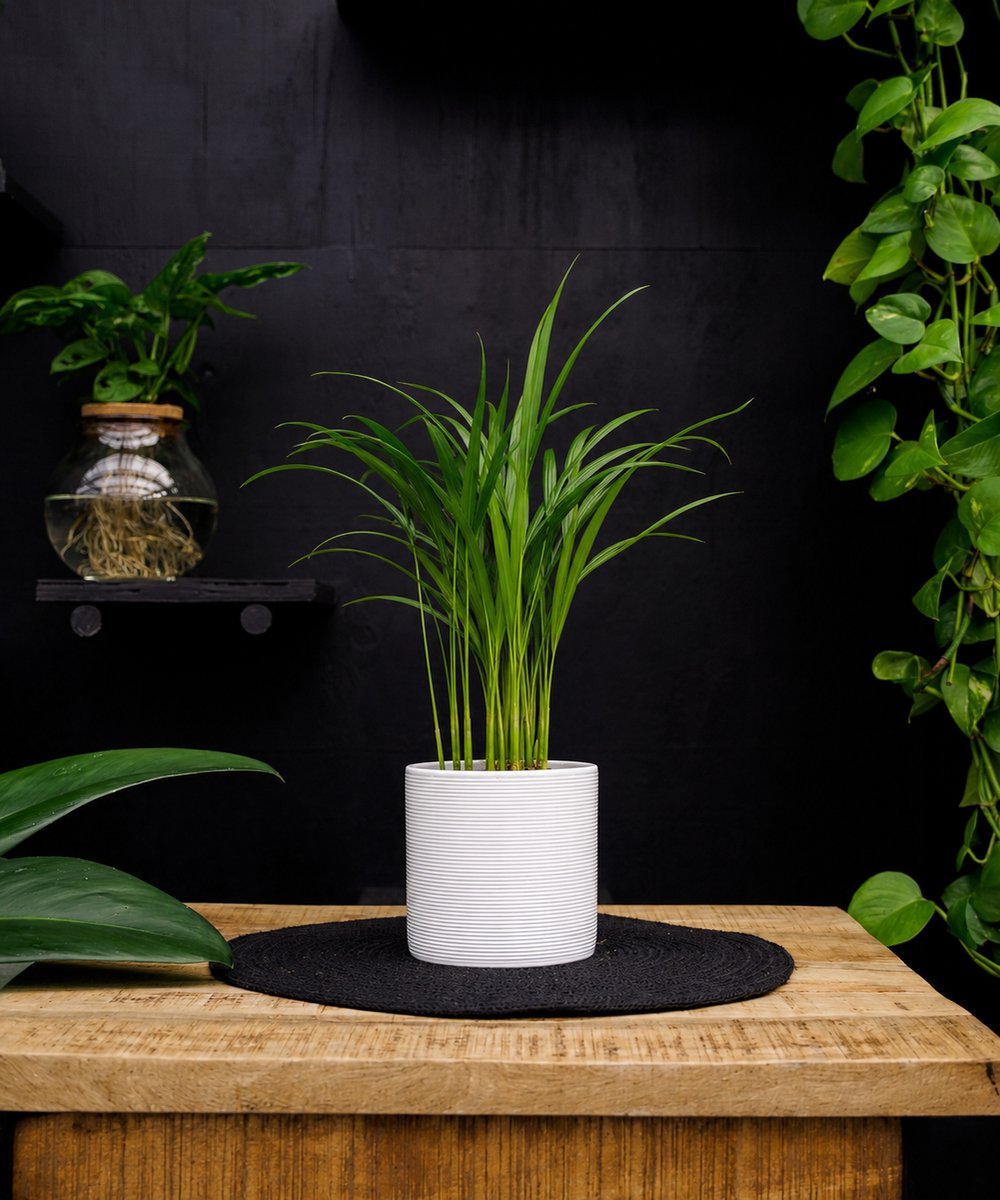 Areca Dypsis | 30cm | met witte keramieken pot