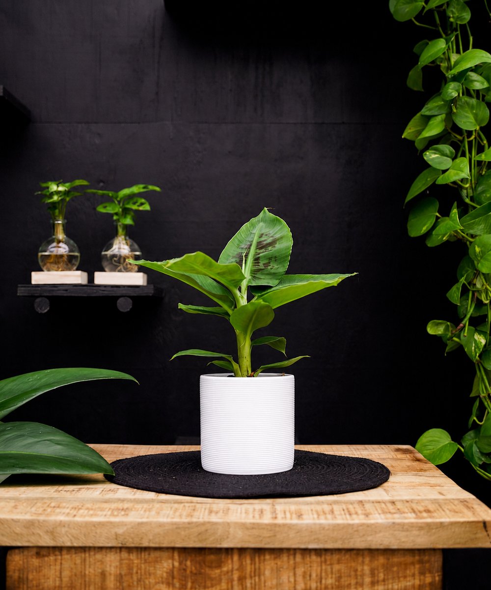 Musa Tropicana | 30cm | met witte keramieken pot