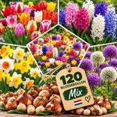 IRONO Winterharde Meerjarige Bloembollen – Mix van 120 Bollen – 5 Soorten
