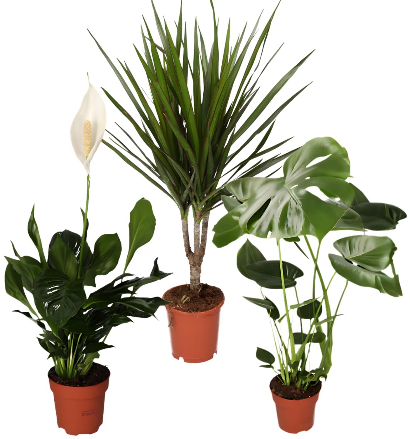 Luchtreiniger plantenset - set van 3 - Monstera, Spathiphyllum, Dracaena - onderhoudsvriendelijke kamerplanten - ServiceTopper