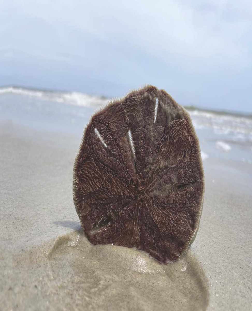 Let the Sea Set You Free: Coastal Sand Dollar Lined Notebook for Journaling, Writing, Notes, and Daily Reflections - ShopVlot