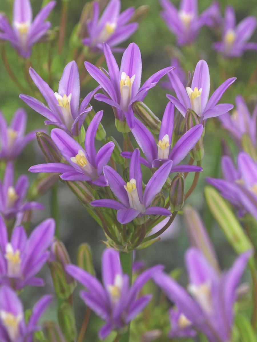 15x Triteleia 'Triteleia brodiaea babylon' - BULBi® Bloembollen met bloeigarantie
