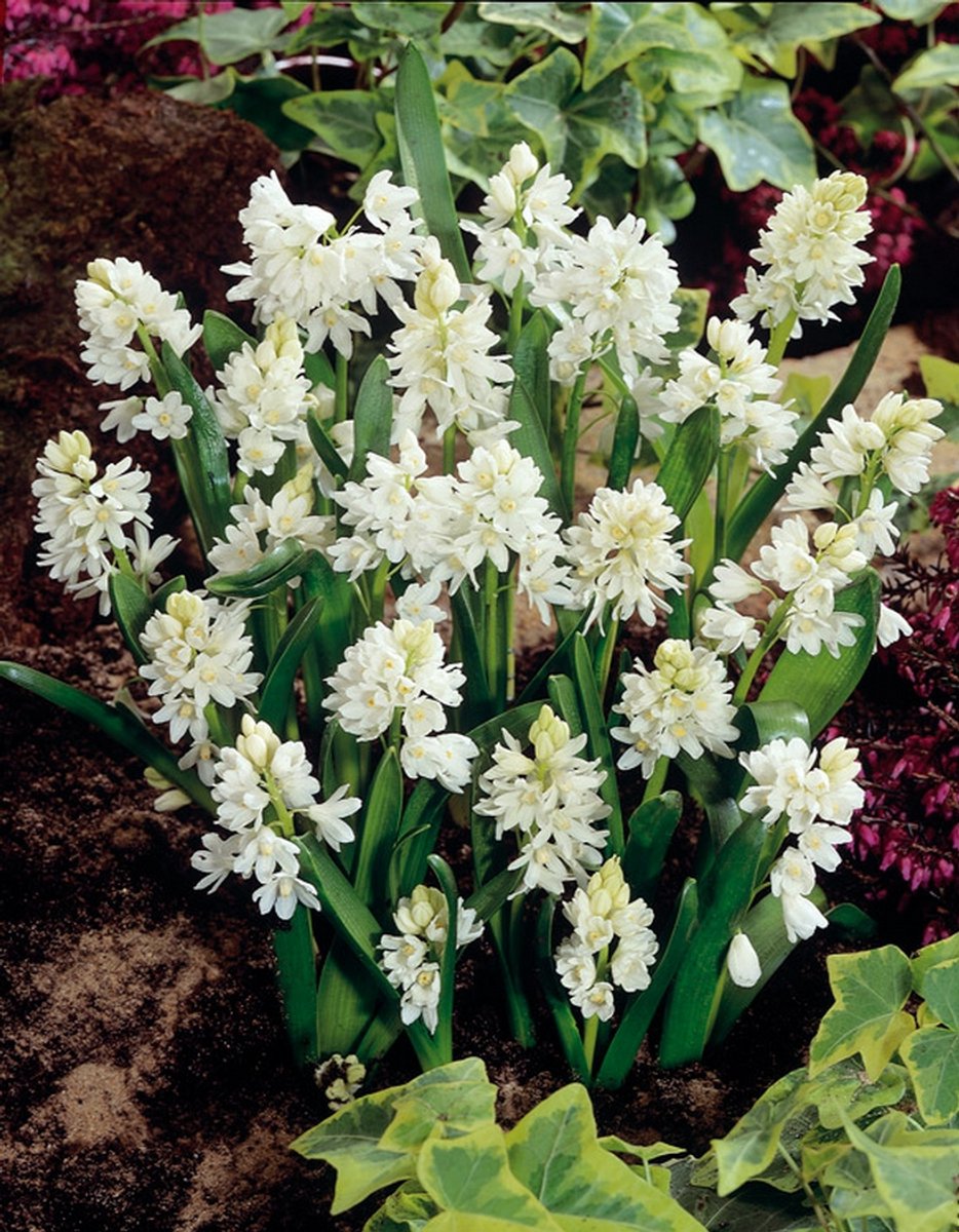 100x Buishyacint 'Puschkinia alba scilloides var. libanotica' - BULBi® Bloembollen met bloeigarantie