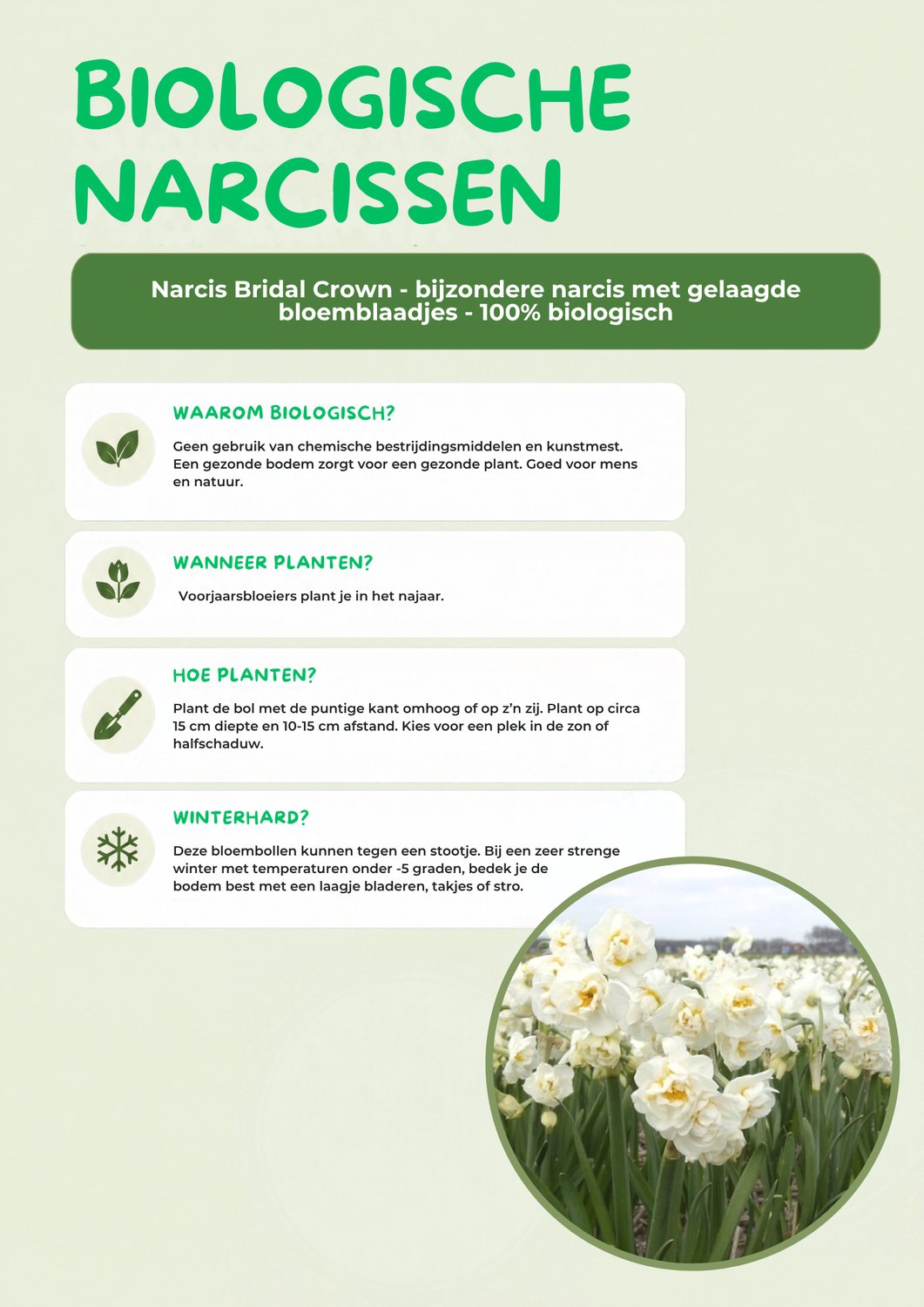 Narcis Bridal Crown - 100% biologische bloembollen - 20 bloembollen - bijzondere narcis met gelaagde bloemblaadjes