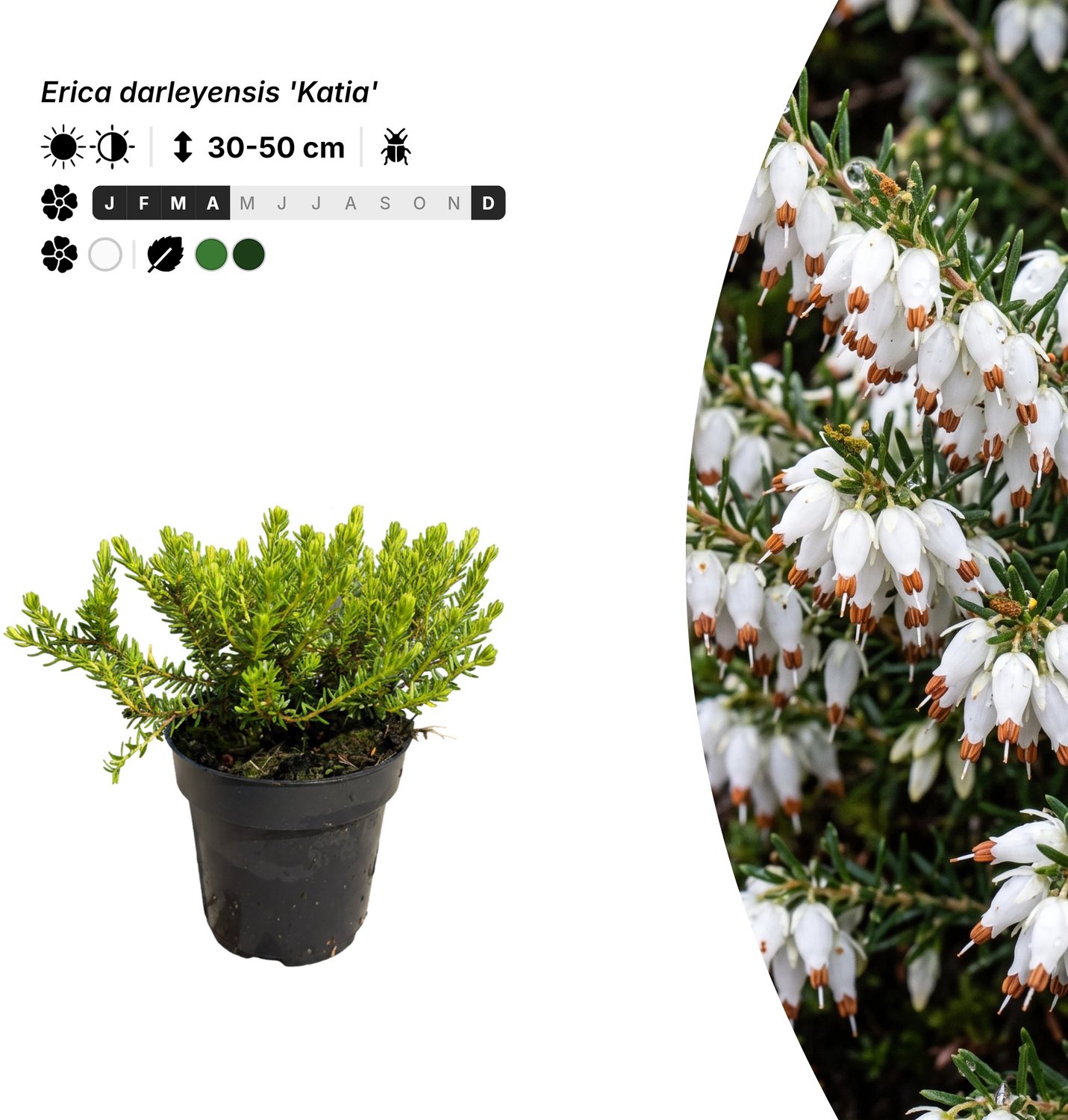Singleplants - 20x Erica darleyensis 'Katia' - Pot P9,5 - bodembedekker - winterhard tot -15°C