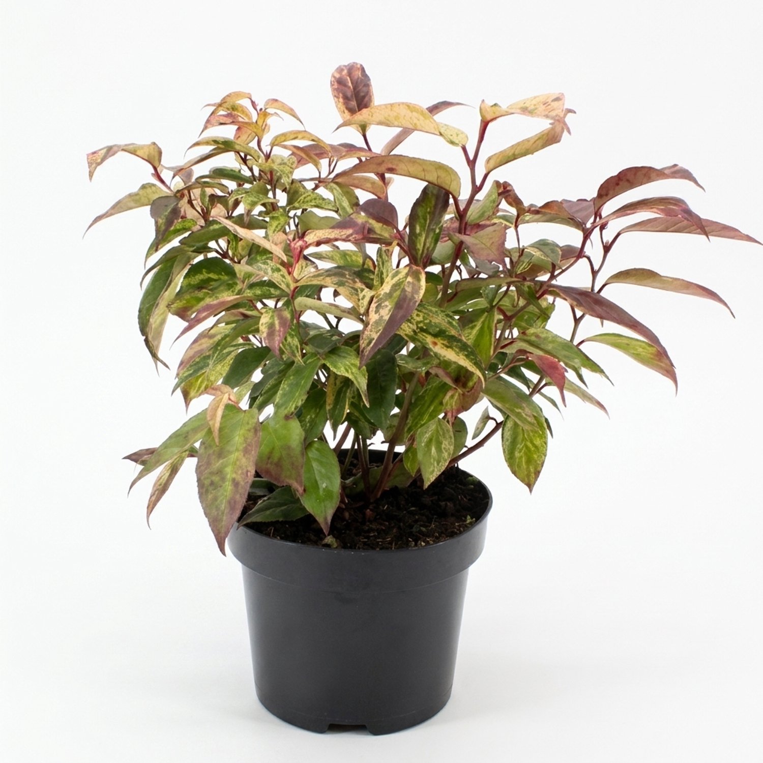 Bloomique - Leucothoe Walteri Rainbow - Druifheide - Heester - Tuinplanten - Bont blad - Rode herfstkleur - Winterhard - Ook voor schaduw - Hoogte 20-25 cm - Pot 17 cm