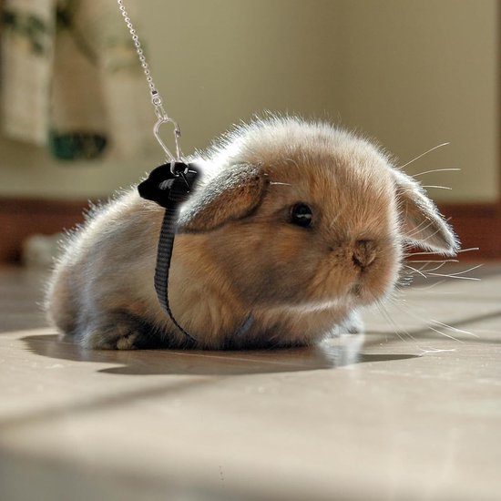 2 stuks verstelbaar harnas met riem voor hamsters, fretten, jonge konijnen, ratten en muizen, met belletje, zwart — afbeelding 5