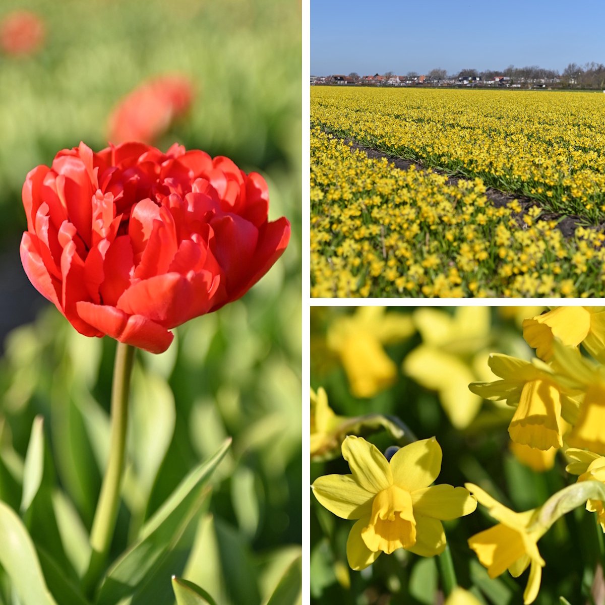 InVolleBloei Tulpen & Narcissen Mix – 30 stuks – Miranda & Tête-à-Tête – Rode Tulpen & Gele Narcissen – Voorjaarsbloemen – Bloembollen