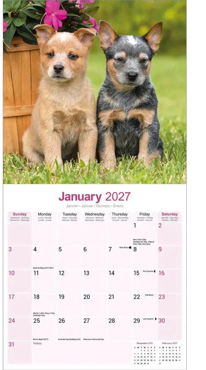 Australian Cattle Dog Kalender 2027