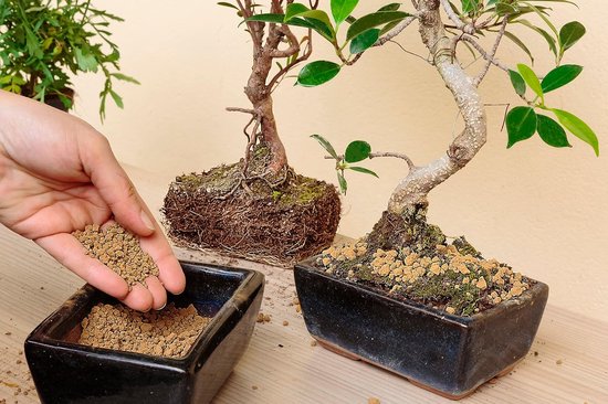 R&R SHOP Hard quality Japanese Akadama for the cultivation of bonsai, with grain size of 2-5 mm (1L) - ShopVlot — afbeelding 4