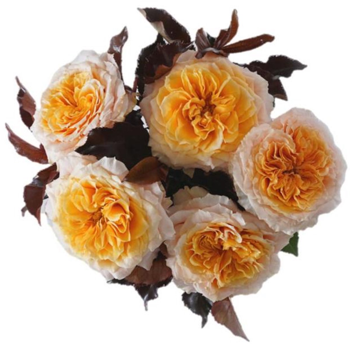 12x Rosa crystal flame 50cm