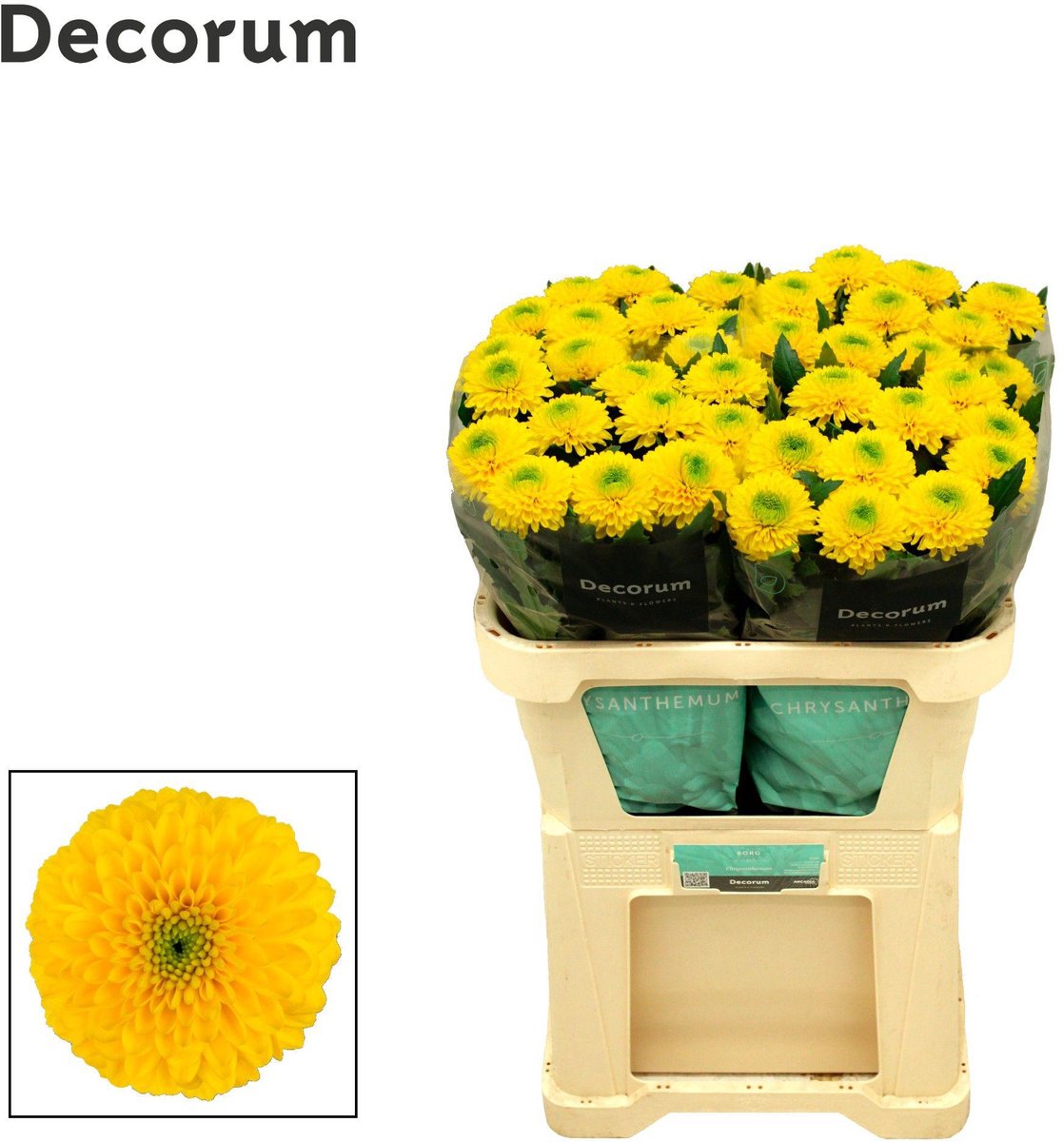 10x Chrysant brasiliana 70cm