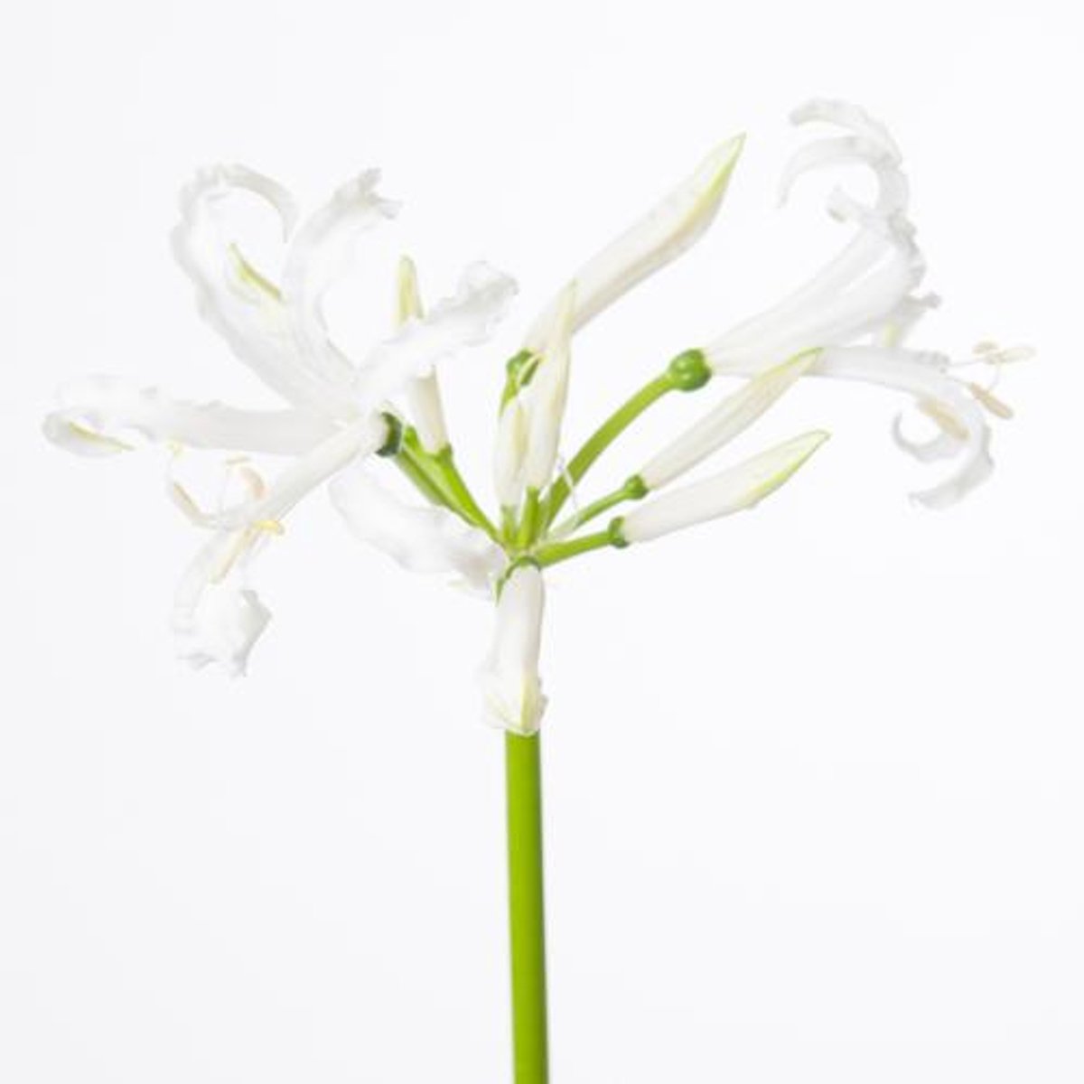 10x Nerine bianca perla 70cm
