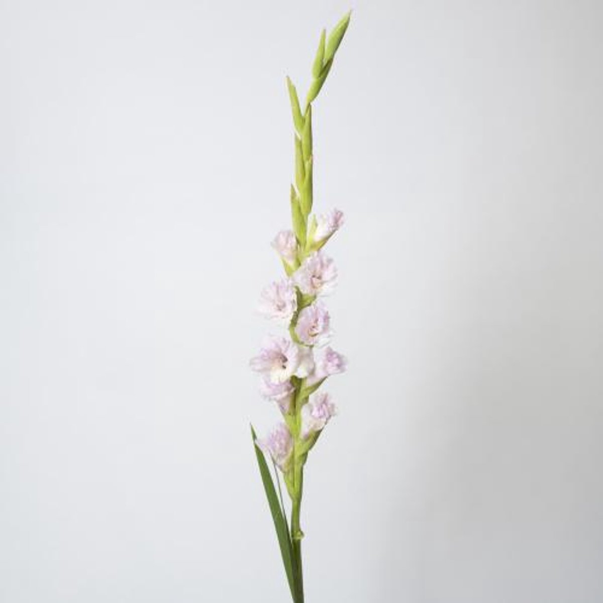 10x Glad.fl.magenta princess 80cm