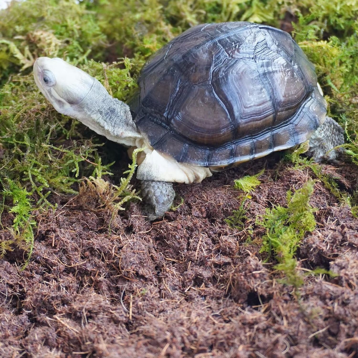 Tortoise Accessoires Kit 3 stuks, Inclusief Tortoise Bedding, Top Layer Vochtvasthoudend Substraat