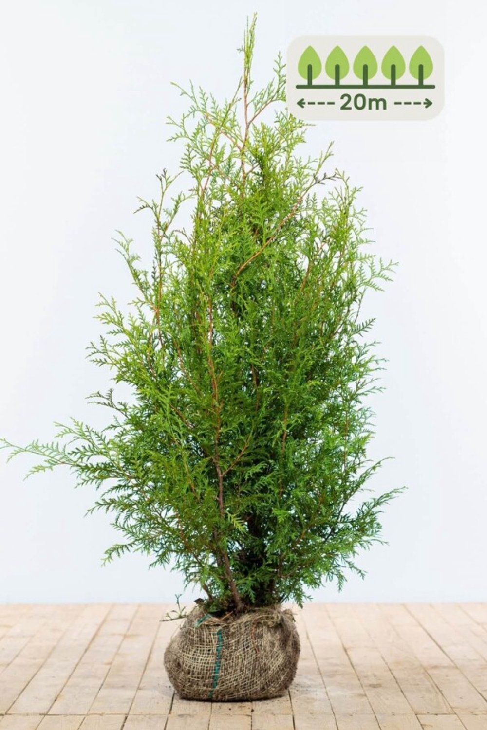 Thuja 'Brabant' 100-120 cm voor 20 meter - 50st. Thuja occidentalis 'Brabant'