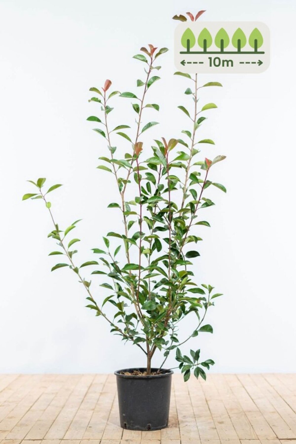 Photinia fraseri 'Red Robin' 100-125 cm voor 10 meter - 25st. Photinia fraseri 'Red Robin'