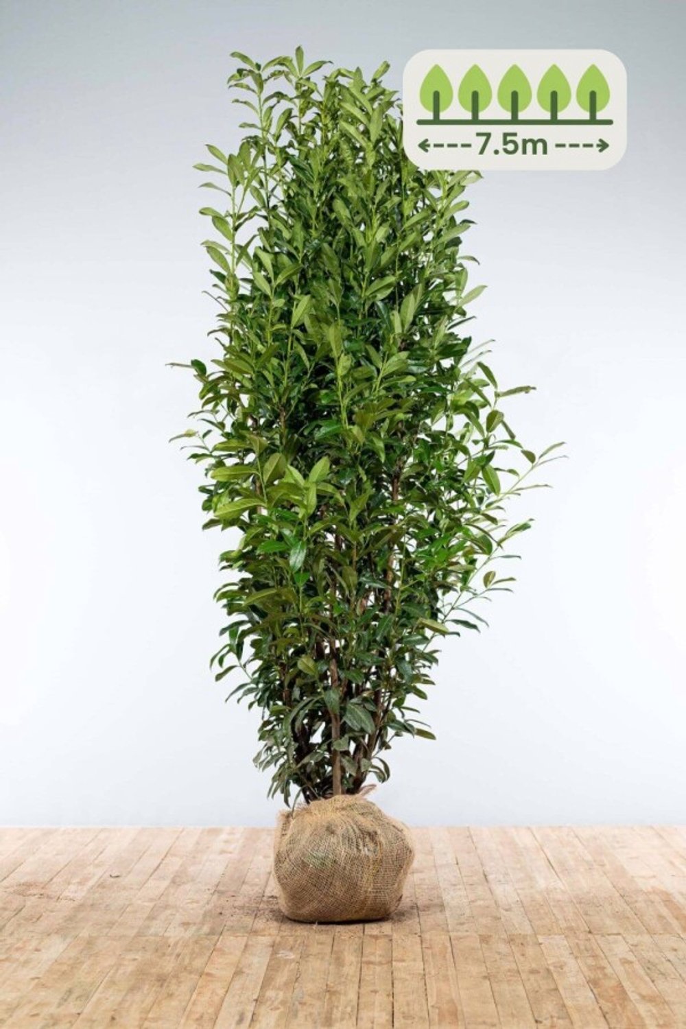 Laurier 'Genolia' 200-225 cm voor 7.5 meter - 12st. Prunus laurocerasus 'Genolia'