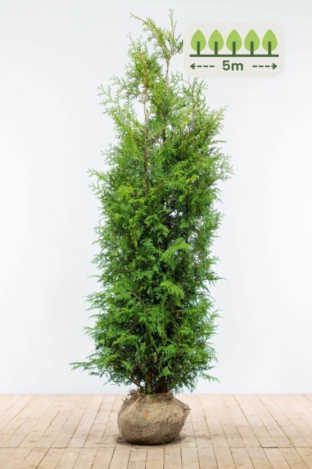 Thuja 'Brabant' 180-200 cm voor 5 meter - 10st. Thuja occidentalis 'Brabant'
