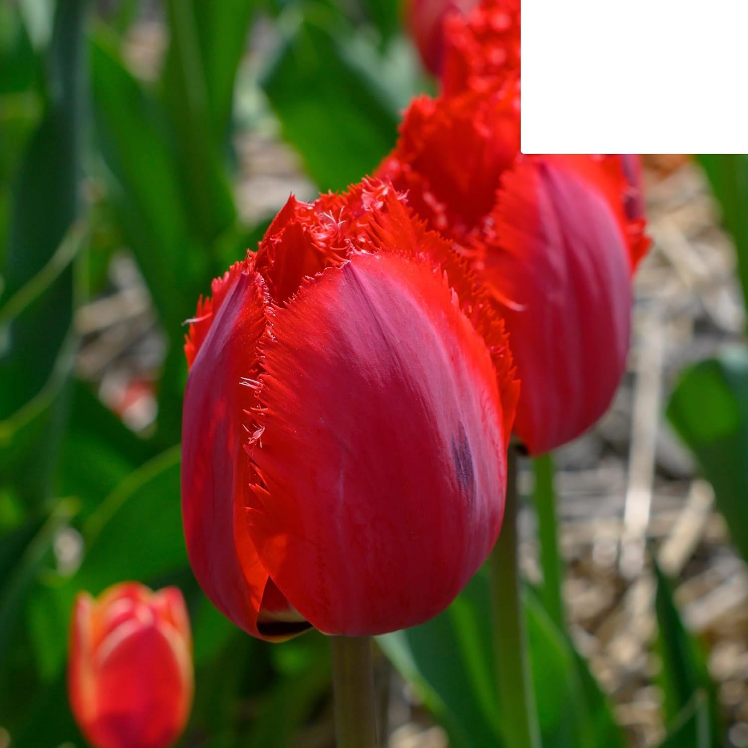 Tulpenbollen 'Masterpiece' | 20 Stuks | Rode Tulp met Kartelrand - 30-50cm - Ø5cm - Bloembol - Tuinplant