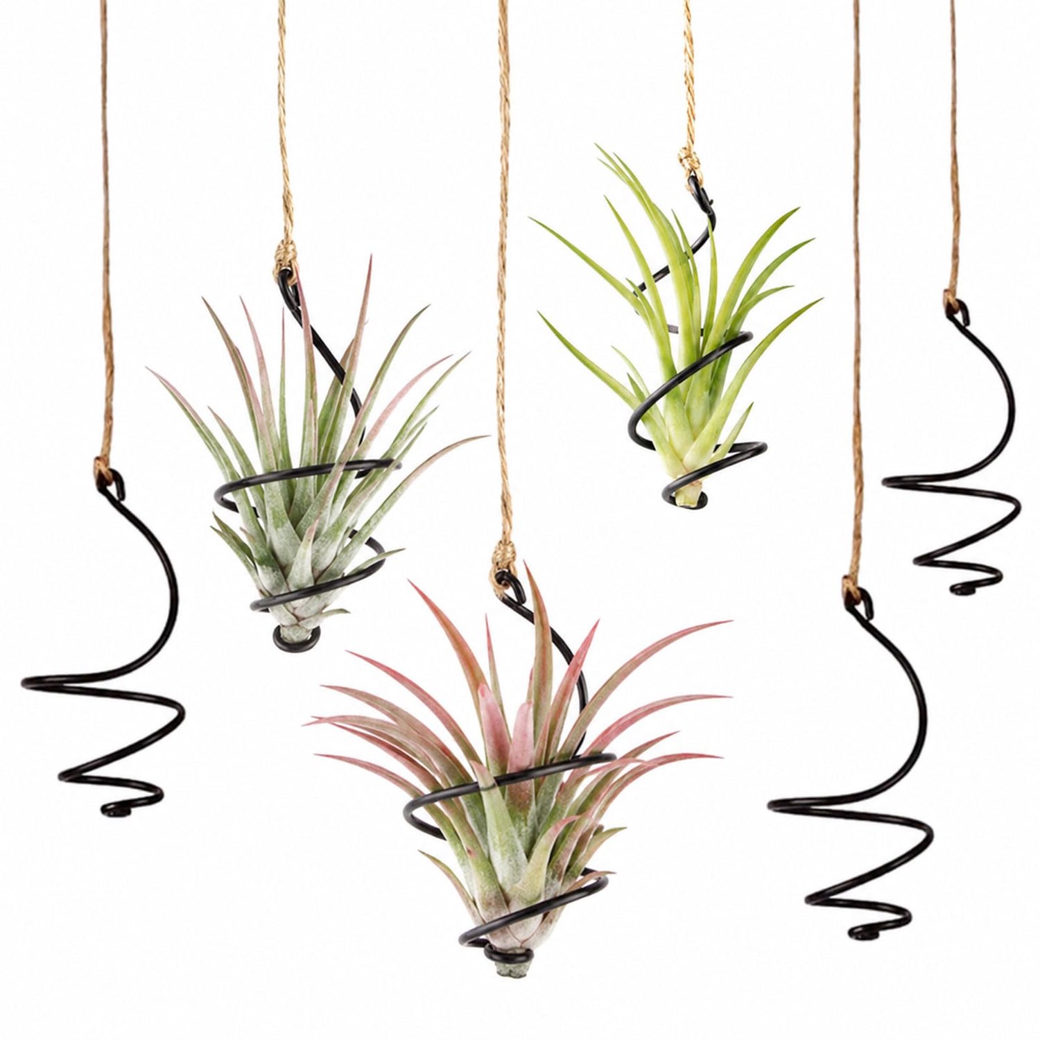 Muorruo 12 Grote Acryl Houder voor Luchtplanten om Luchtplanten aan Glazen Vitrines te Hangenen, Ideaal voor Decoratie - ShopVlot