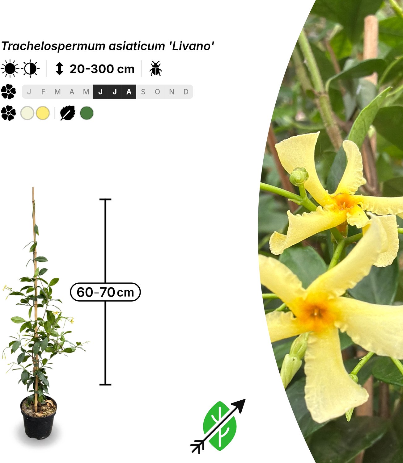 Singleplants - 6x Trachelospermum asiaticum 'Livano' - Pot C1.5 - klimplant - winterhard tot -12°C