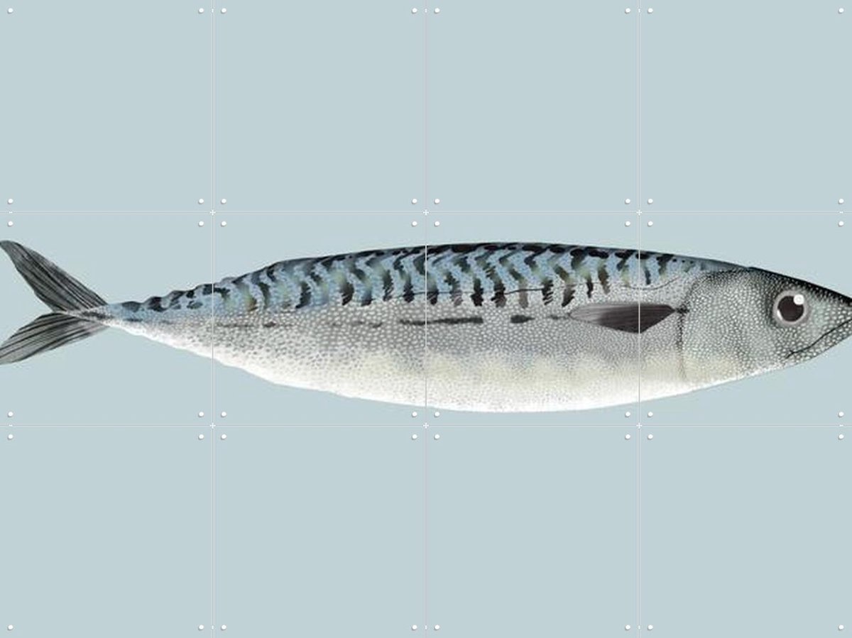 IXXI Mackerel, Merel Corduwener - 80 x 60 cm - Gratis ophangtool - Grote wanddecoratie en posters - Illustraties, Keuken, Woonkamer, Eetkamer, Vissen