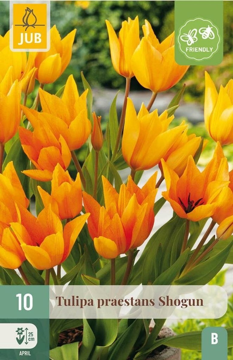 Tulipa praestans shogun 10st JUB