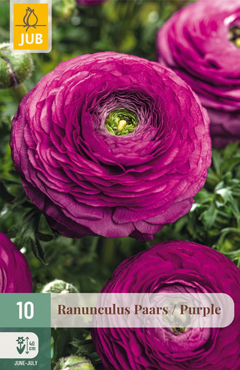 Ranunculus Paars bloembol JUB 10 stuks