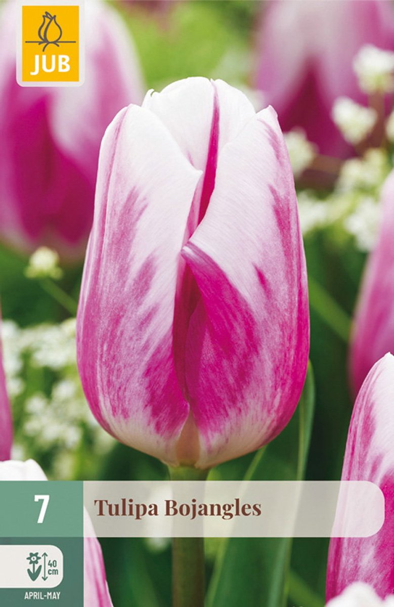 Tulipa Bojangles bloembol JUB 7 stuks