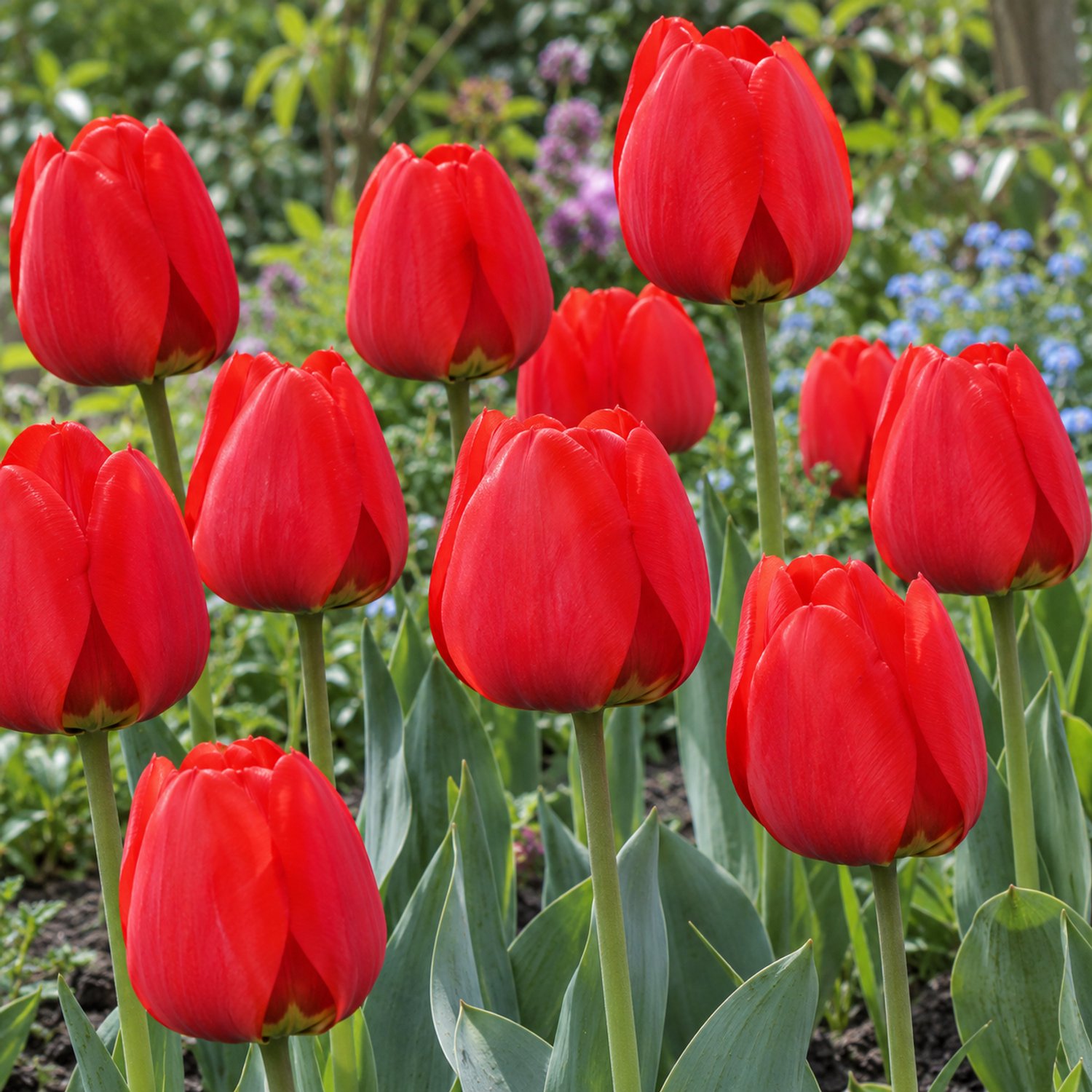 Tulipa Apeldoorn Rood, Darwin per 30