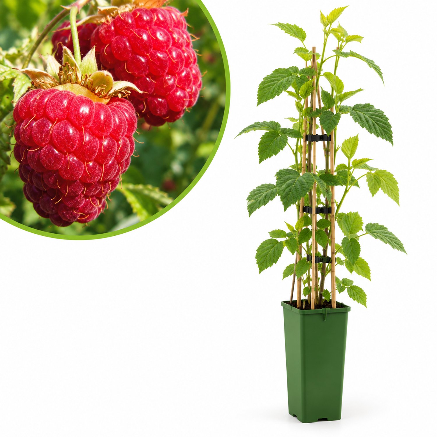 Framboos Autumn Bliss – Herfstframboos – Rubus idaeus – Zoete Frambozen