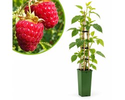Framboos Autumn Bliss – Herfstframboos – Rubus idaeus – Zoete Frambozen