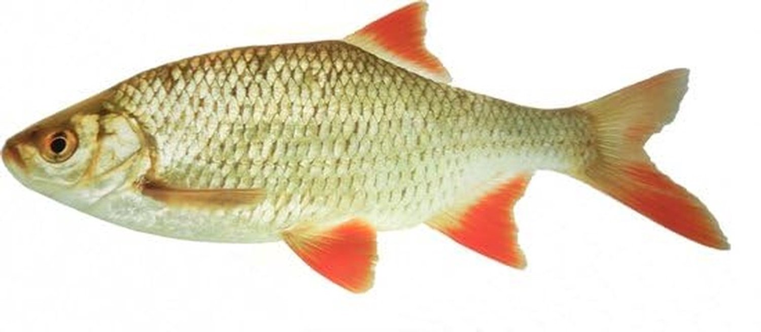 Vissen Sticker Roach - 51 cm