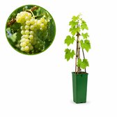 Witte Druif Himrod – Pitloze Tafeldruif – Vitis vinifera – Zoete Druiven